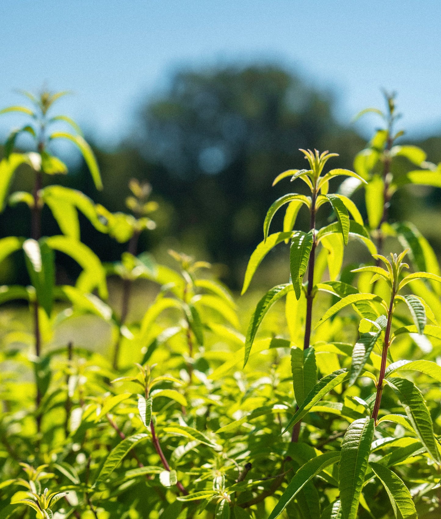 Infusion Verveine